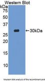 Mindbomb Homolog 2 (MIB2) Antibody