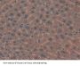 Mindbomb Homolog 2 (MIB2) Antibody