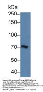 Mindbomb Homolog 2 (MIB2) Antibody
