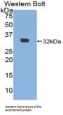 Mindbomb Homolog 2 (MIB2) Antibody
