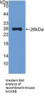 Mucin-5B (MUC5B) Antibody