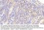 Mucin-5B (MUC5B) Antibody
