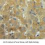 Parathyroid Hormone (PTH) Antibody