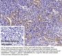 Pregnane X Receptor (PXR) Antibody