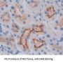 Prolactin Receptor (PRLR) Antibody