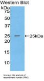 Sprouty Homolog 3 (SPRY3) Antibody