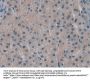 Sprouty Homolog 3 (SPRY3) Antibody