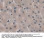 Sprouty Homolog 3 (SPRY3) Antibody