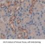 Centaurin Alpha 2 (CENTa2) Antibody