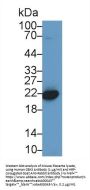 Chromobox Homolog 3 (CBX3) Antibody