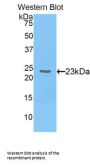 Chromobox Homolog 3 (CBX3) Antibody
