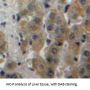 Fatty Acid Synthase (FASN) Antibody