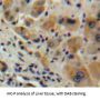 Interferon Alpha 2 (IFNa2) Antibody