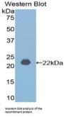 Interferon Alpha 4 (IFNa4) Antibody