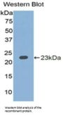 Interleukin 1 Alpha (IL1a) Antibody