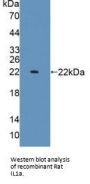 Interleukin 1 Alpha (IL1a) Antibody