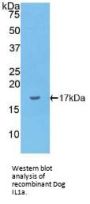 Interleukin 1 Alpha (IL1a) Antibody