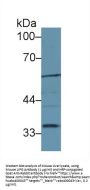 Lipase, Endothelial (LIPG) Antibody