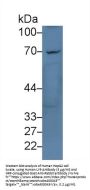 Lymphocyte Antigen 9 (LY9) Antibody
