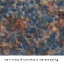 Lymphocyte Antigen 9 (LY9) Antibody
