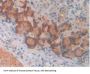 Monoamine Oxidase A (MAOA) Antibody