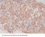 Myelin Basic Protein (MBP) Antibody