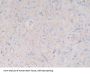 Myelin Basic Protein (MBP) Antibody