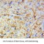 Myelin Basic Protein (MBP) Antibody