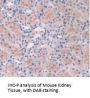 Adenylate Cyclase 6 (ADCY6) Antibody