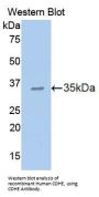 Cadherin, Epithelial (CDHE) Antibody