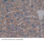Carbonic Anhydrase IV (CA4) Antibody