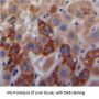 Collagen Type XVIII Antibody