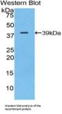 Complement C3 (C3) Antibody