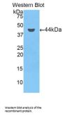 Complement C7 (C7) Antibody