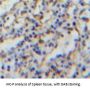 Complement Receptor 2 Antibody