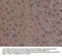 Golgi Glycoprotein 1 (GLG1) Antibody