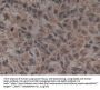 Golgi Glycoprotein 1 (GLG1) Antibody