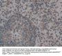 Golgi Glycoprotein 1 (GLG1) Antibody