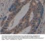 Golgi Glycoprotein 1 (GLG1) Antibody