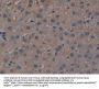 Golgi Glycoprotein 1 (GLG1) Antibody
