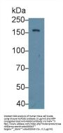 Nucleoporin 160 kDa (NUP160) Antibody
