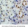 Nucleoporin 160 kDa (NUP160) Antibody