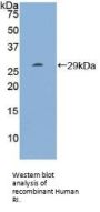 Ribonuclease Inhibitor Antibody