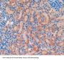 Toll Like Receptor 4 (TLR4) Antibody