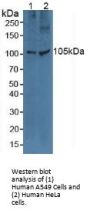 Toll Like Receptor 5 (TLR5) Antibody