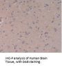 Toll Like Receptor 5 (TLR5) Antibody