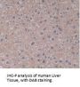 Toll Like Receptor 5 (TLR5) Antibody