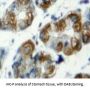 Toll Like Receptor 7 (TLR7) Antibody