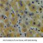 Centromere Protein E (CENPE) Antibody
