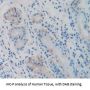 Creatine Kinase B-Type (CKB) Antibody